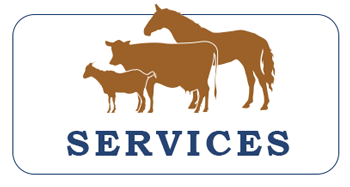 Veterinary Services, Mountain Empire Small Animal Hospital